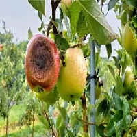 Fruit project thumbnail