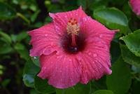 Flower-Hibiscus project thumbnail