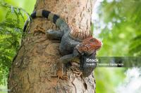 Green iguana project thumbnail