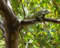 Green-iguana2 project thumbnail