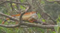 Iguana -3 project thumbnail