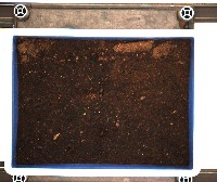 Leaf detection project thumbnail