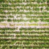 sugarcane gap detection project thumbnail