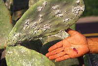 cactus 2 project thumbnail