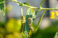 Garden pest detection project thumbnail