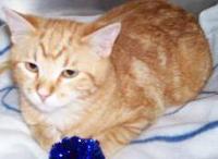 cat project thumbnail