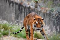 Animal Detection project thumbnail