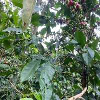 Coffee Leaf project thumbnail