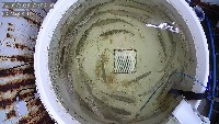 salmons project thumbnail