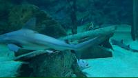 FishFinderInstantSeg project thumbnail