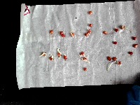 corn seed project thumbnail
