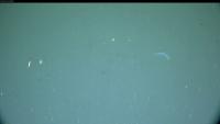 Sea cucumber project thumbnail