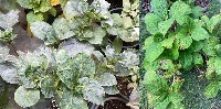 hydrangea project thumbnail