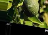 Fruit ripeness project thumbnail