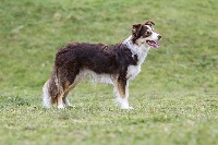 Classification of dog breeds project thumbnail