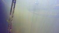 algae_severity project thumbnail