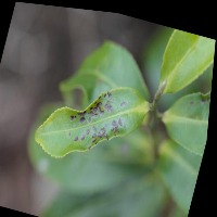 Dataset Image