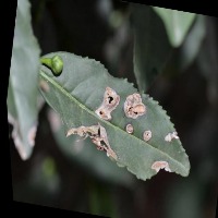 Dataset Image