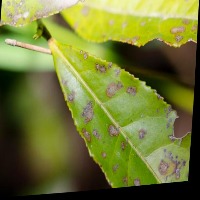 Dataset Image