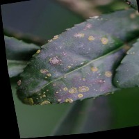 Dataset Image
