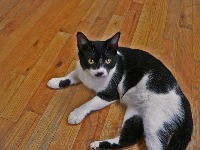 cats project thumbnail