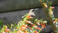 sunbird-detection project thumbnail