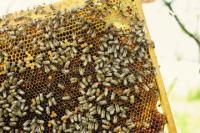 Bee Object Detection Final project thumbnail