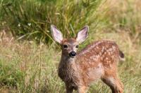 Animal Detection project thumbnail