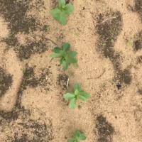 weed detection project thumbnail
