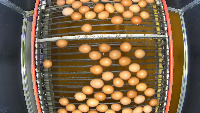 egg project thumbnail