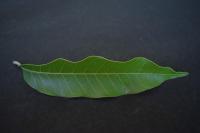 Leaf Detection project thumbnail