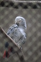 bird watch project thumbnail