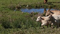 cows_running project thumbnail