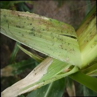 Equal divide ESRGAN Corn project thumbnail