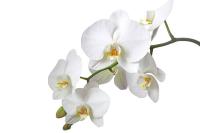 orchid flower project thumbnail