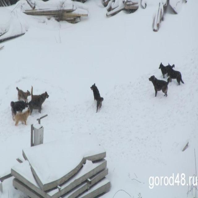 stray dogs Object Detection Dataset and Pre-Trained Model by dogs