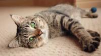 dog cat project thumbnail