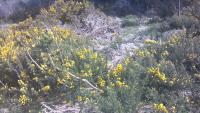 Ulex_Detection project thumbnail