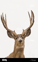 Dears_Horns project thumbnail