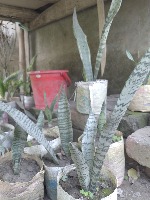 Indoor Plant Segmentation project thumbnail