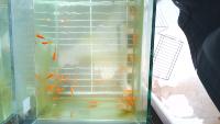 fish detect project thumbnail