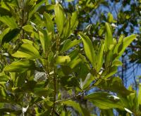 Acacia auriculiformis project thumbnail