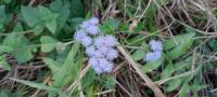 Ageratum houstonianum project thumbnail