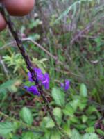 Stachytarpheta_jamaicensis project thumbnail