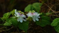 Passiflora foetida project thumbnail