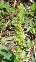  Amaranthus spinosus project thumbnail