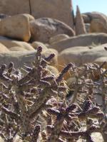 cylindropuntia ramosissima project thumbnail