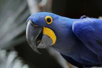 dog fish bird project thumbnail