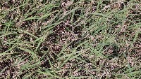 Rice Panicle Detection project thumbnail