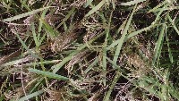 Rice-Paniclev2 project thumbnail